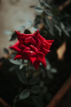 自然光下，一朵充满活力的红玫瑰特写，展现了其错综复杂的花瓣与绿叶