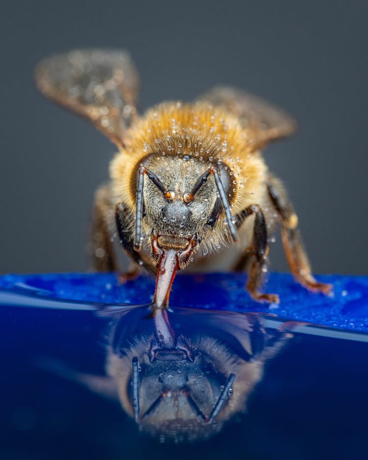 Bee Sitting Of Blue Flower