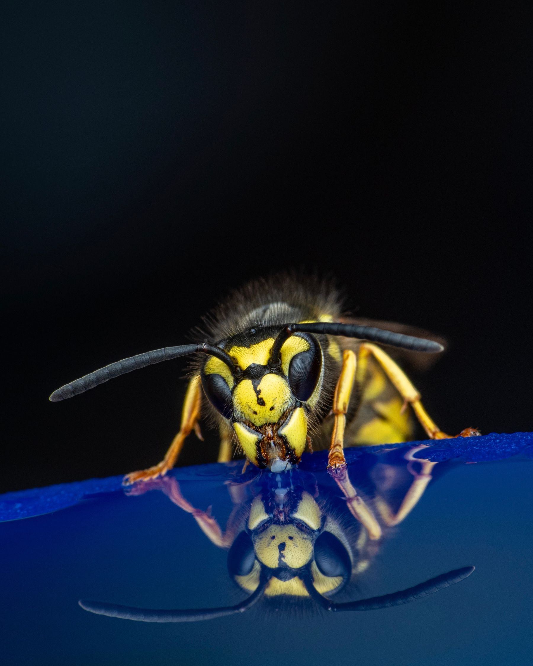 Wasp On Blue Flower In Park Free Stock Photo wasp-on-blue-flower-in-park-free-stock-photo