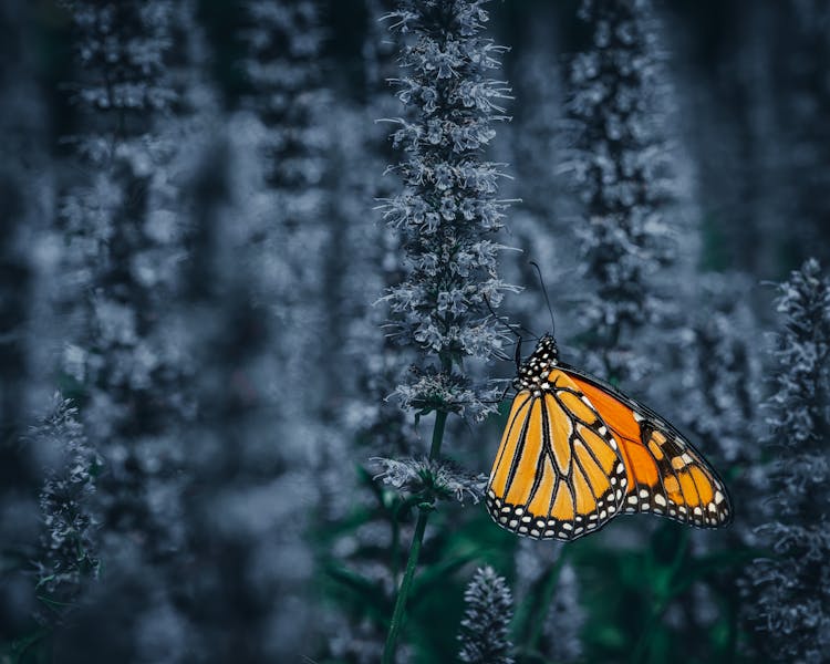 Orange Butterfly On Flower In Garden