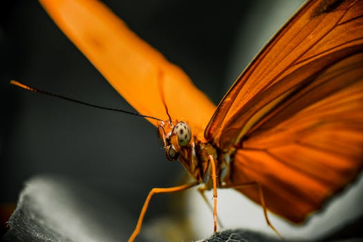 Macro view of bright Julia butterfly sitting on leaf of plant in nature