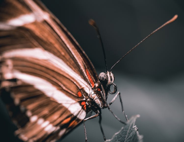 Zebra Longwing Butterfly On Green Leaf