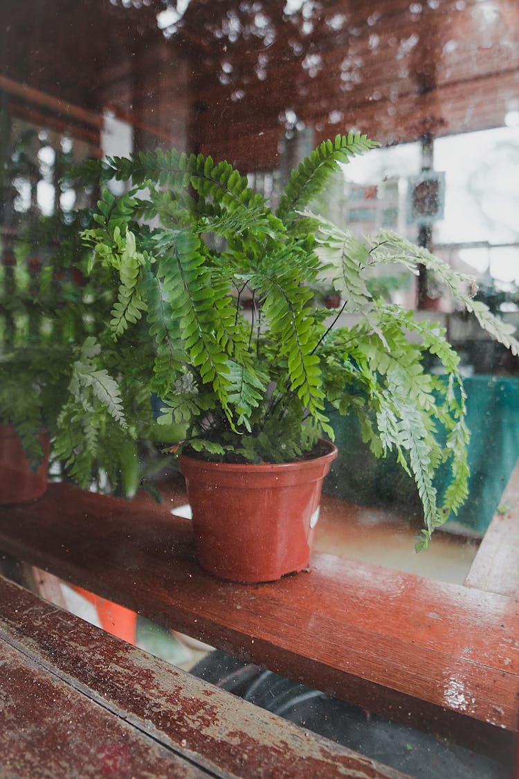 Potted Fern Plant On Shabby Wooden Surface