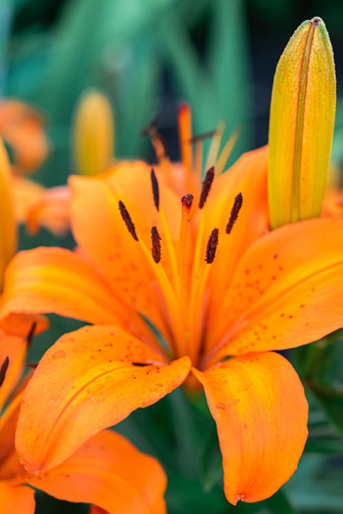 Orange Flower In Macro Lens Photography