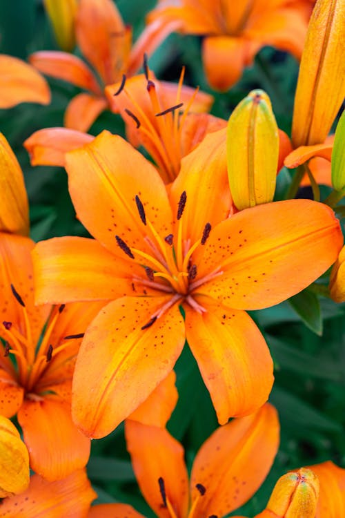 Photo of Orange Lily Flowers in Bloom