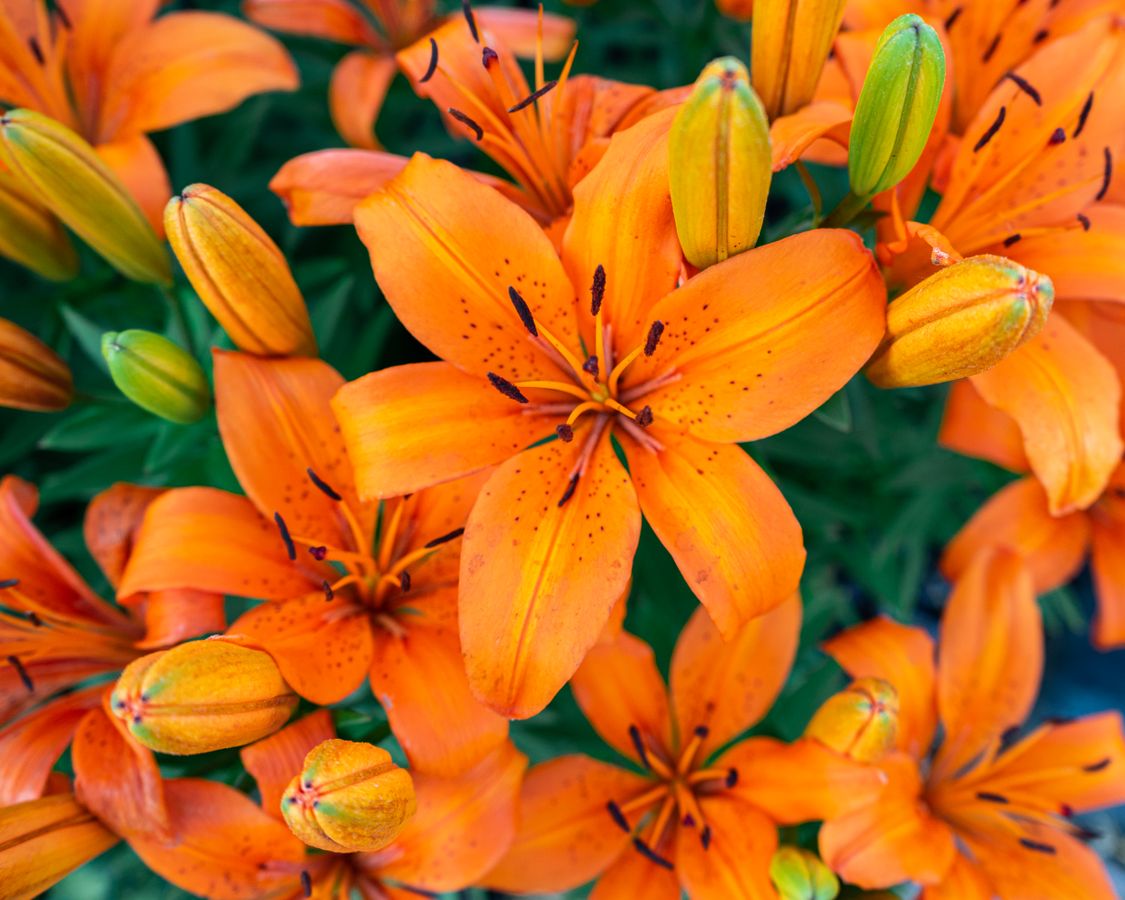 Vibrant orange tiger lily flowers blooming in a garden