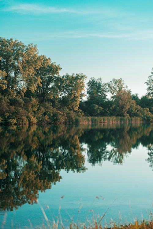 Darmowe zdjęcie z galerii z drzewa, jezioro, natura