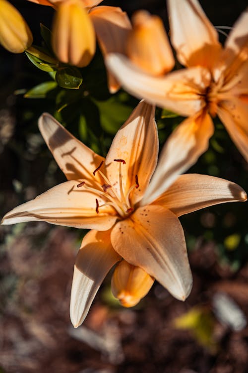 無料 オレンジの花, スターゲイザー, フローラの無料の写真素材 写真素材