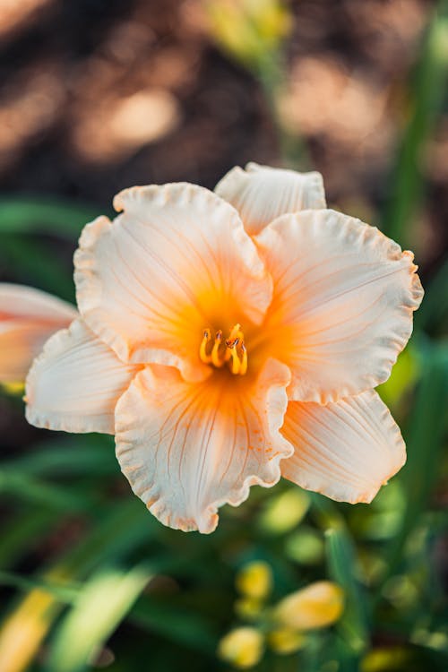 Ücretsiz bitki, bitki örtüsü, çiçek içeren Ücretsiz stok fotoğraf Stok Fotoğraflar