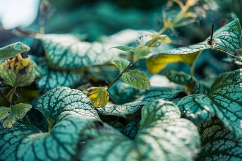 Green Plants in Close-Up Photography