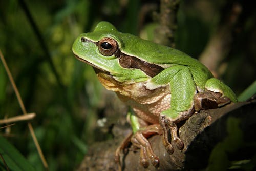 Green Frog in Brown Wood