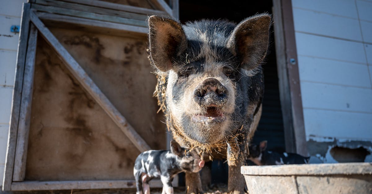 How to level land for a shed