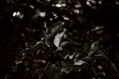 бесплатная Бесплатное стоковое фото с завод, капли дождя, листья Стоковое фото