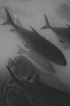 Black and white depiction of fish swimming underwater near QLD, Australia.