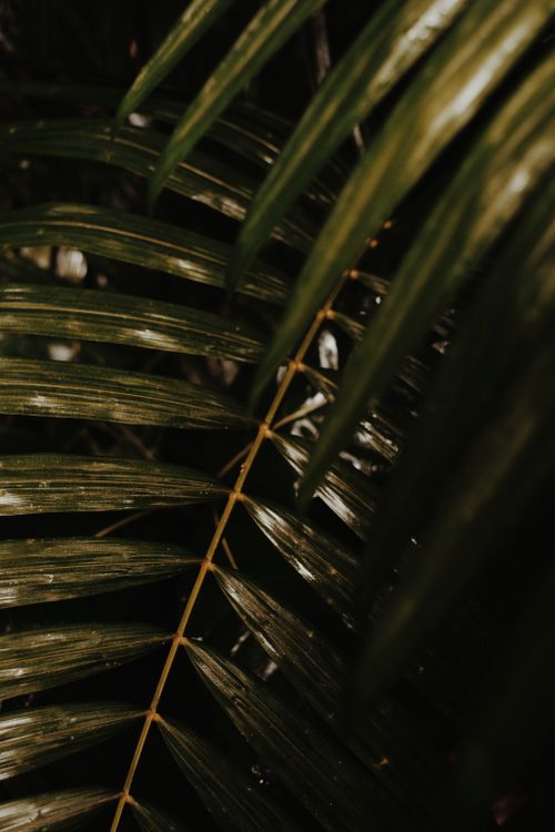 Free Intimate view of glossy palm fronds with water droplets, capturing a lush tropical ambiance. Stock Photo
