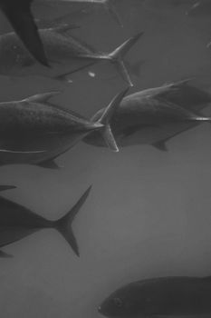 Monochrome photo of fish swimming underwater in Queensland, Australia.