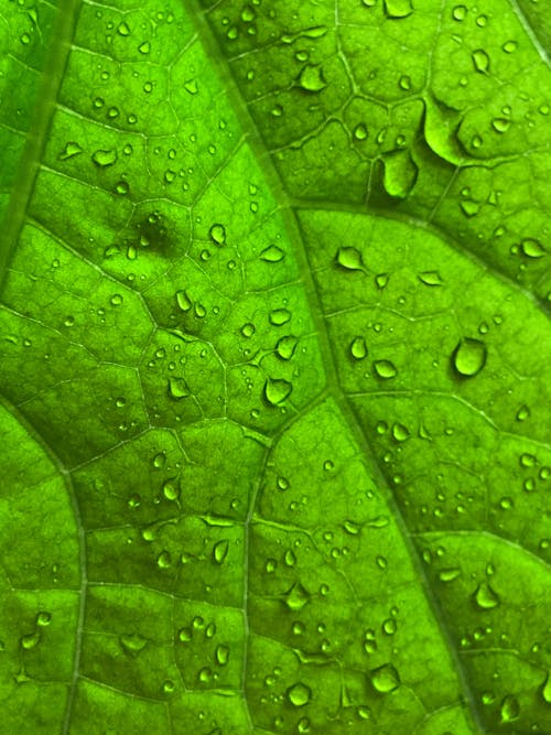 Free stock photo of after rain, after the rain, cucumber