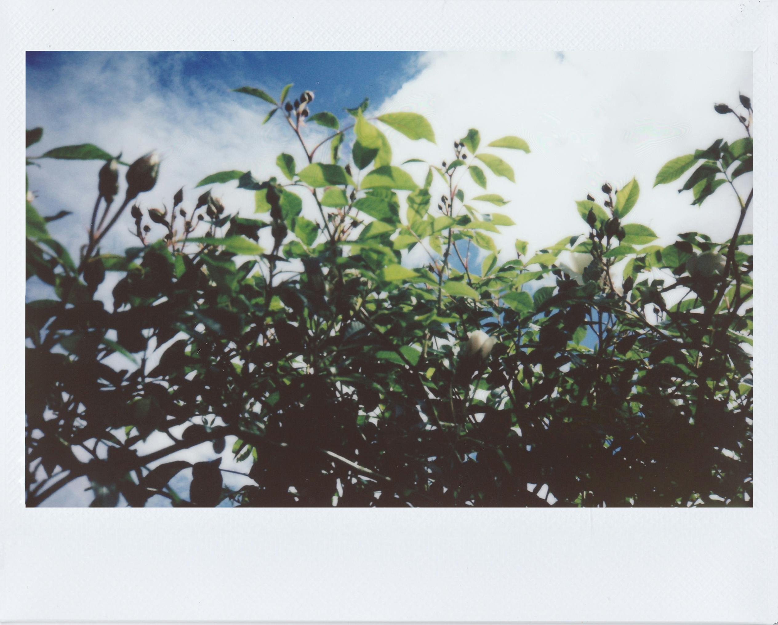 Vibrant green leaves against a vivid blue sky with fluffy white clouds.
