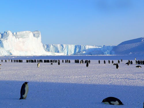 Ücretsiz Buz üstündeki Penguenler Stok Fotoğraflar