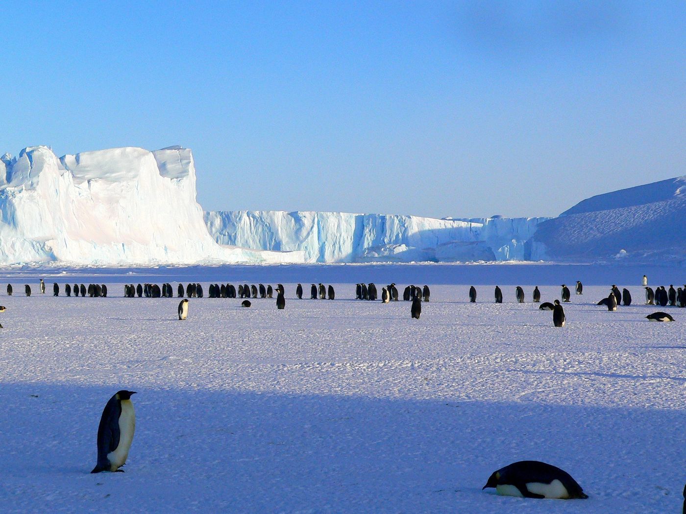 A colony of emperor penguins on flat Antarctic ice with a large glacier behind