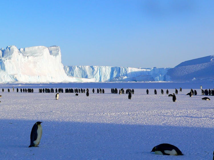 Penguins On Ice