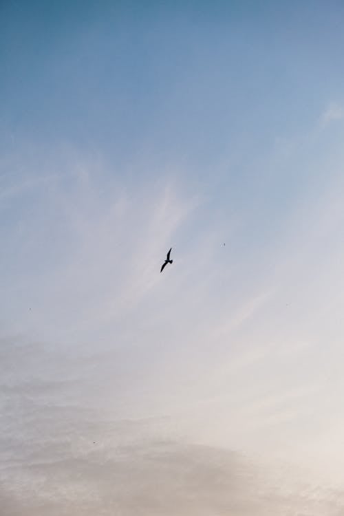 Free Bird Flying Under Blue Sky Stock Photo
