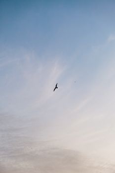 一只海鸥优雅地掠过宁静的蓝天，捕捉着自由与宁静