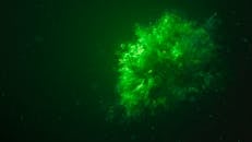 Clouds of Green Paint Underwater