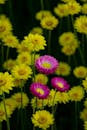 Beautiful Pink Daisies and Yellow Flowers