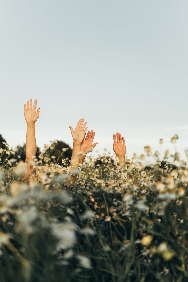 A Couple Playing Hide And Seek In The Flower Field