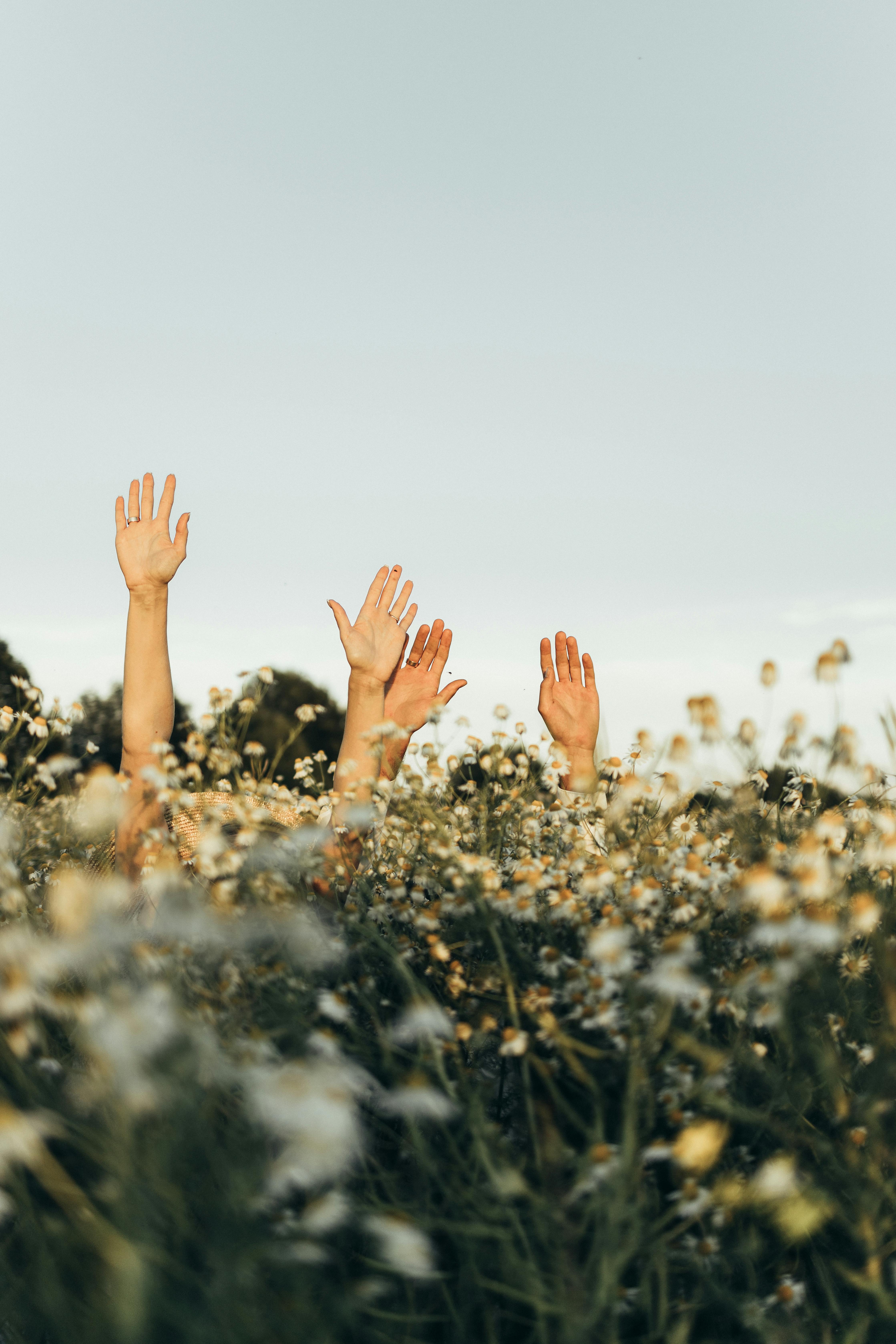 Spring Flowers Hide and Seek Game —