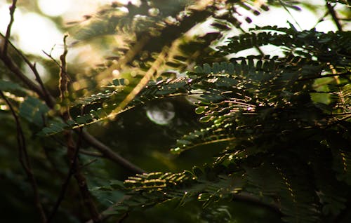 Free stock photo of brown trees, nature