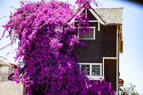 Foto profissional grátis de casa, casas coloridas, flores