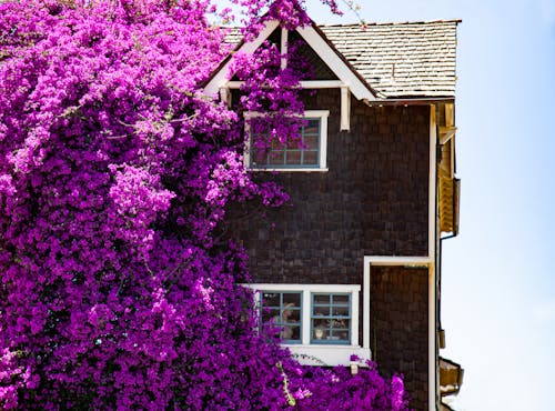 Foto profissional grátis de casa, casas coloridas, flores