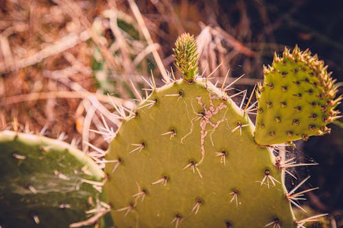 Free stock photo of cactus, cactus plants, cactuses