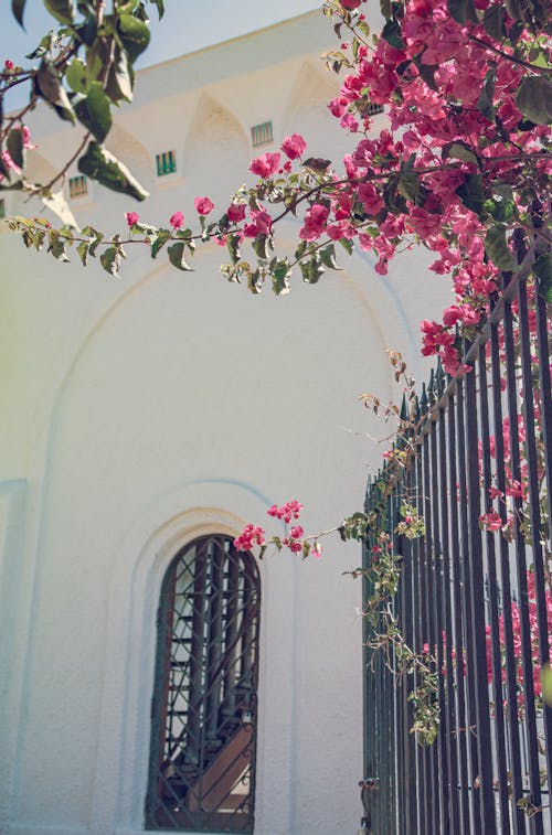 A Pink Blooming Bougainvilleas near the Fence