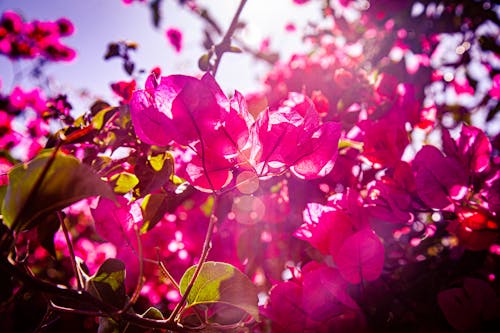 Free stock photo of beautiful flowers, flower, pink flowers