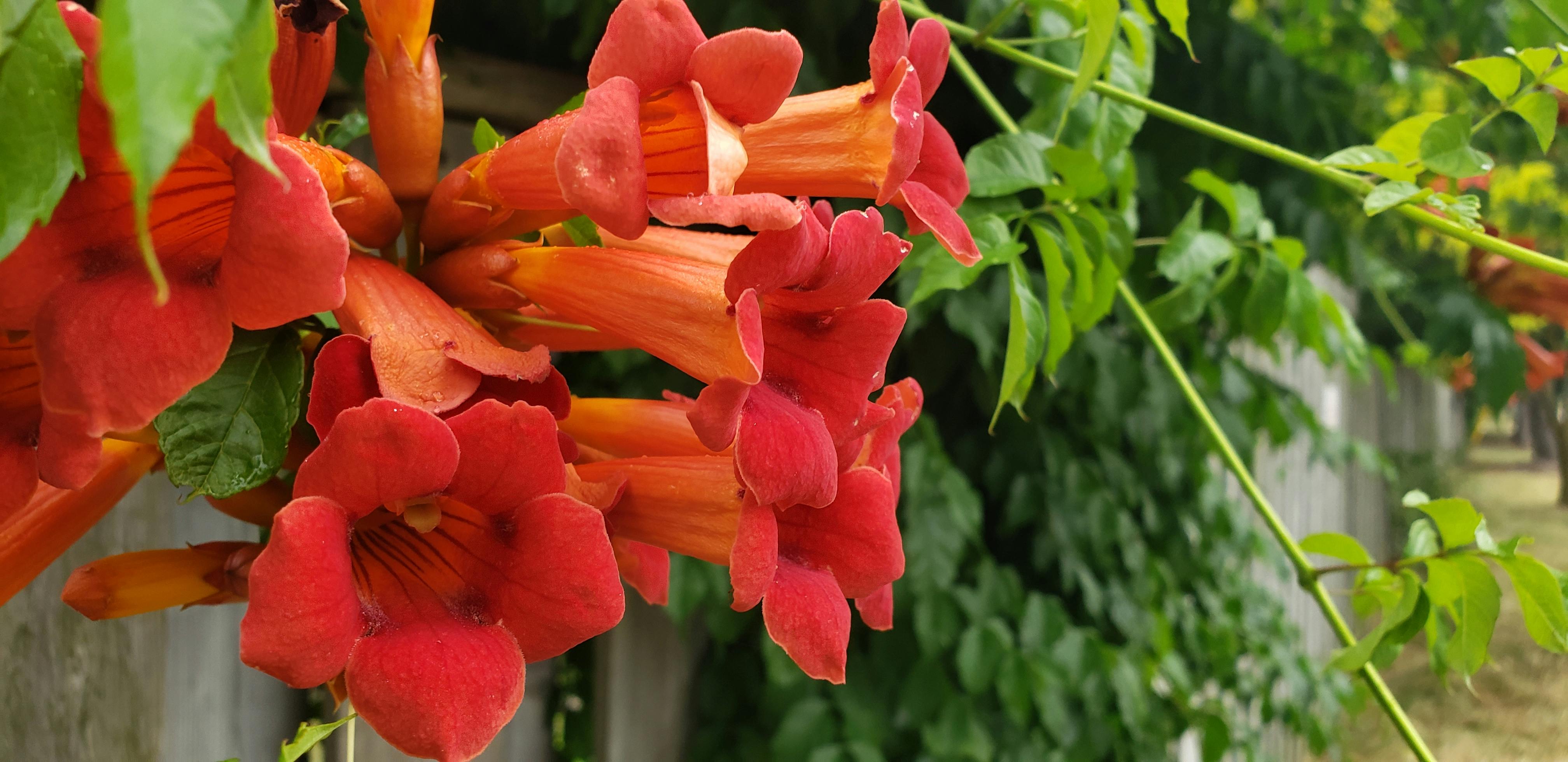 rivers trumpet vine