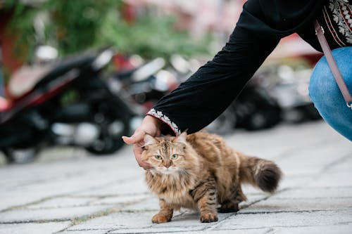 A Person Petting a Brown Tabby Cat