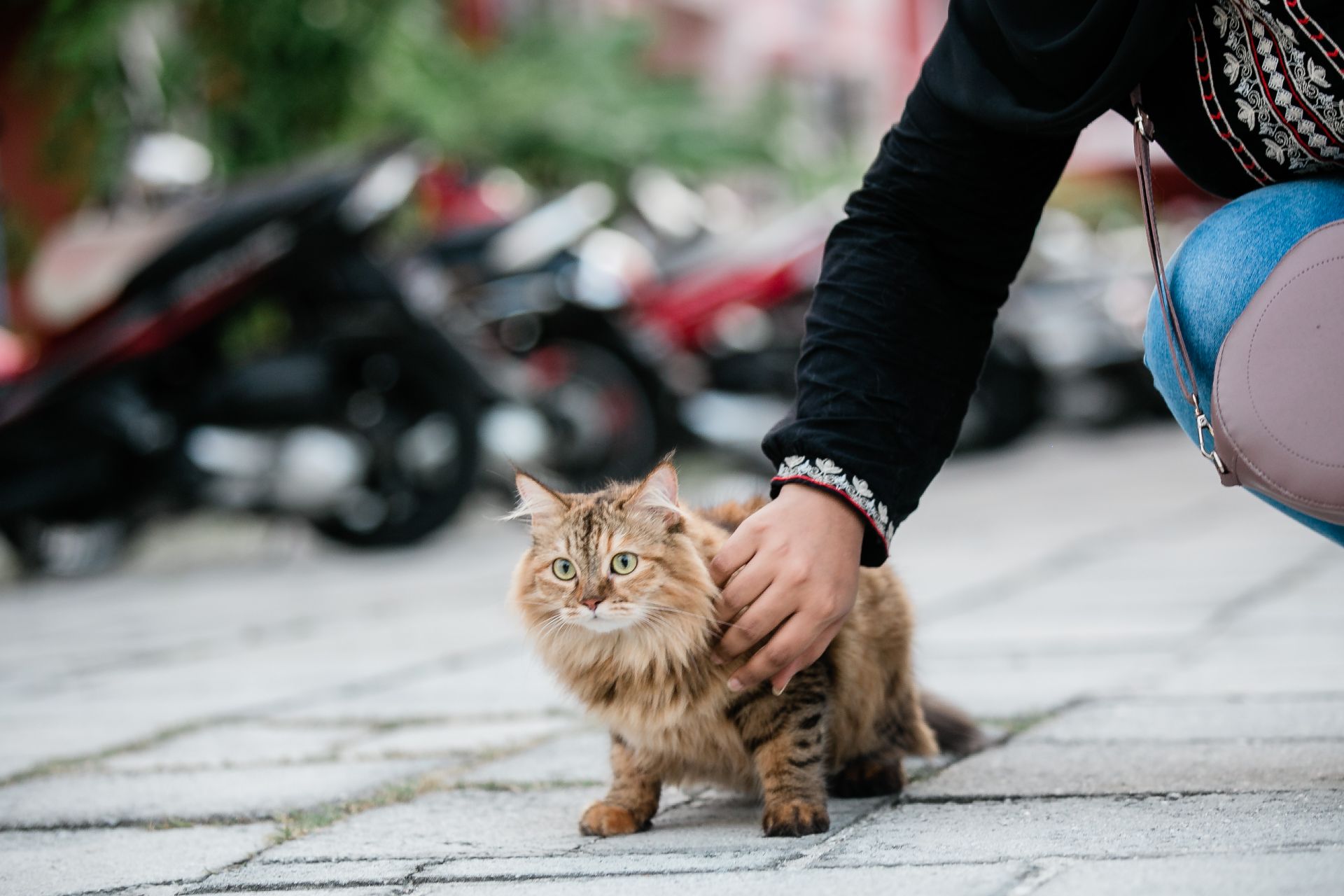Person in Black Jacket Holding Brown Tabby Cat