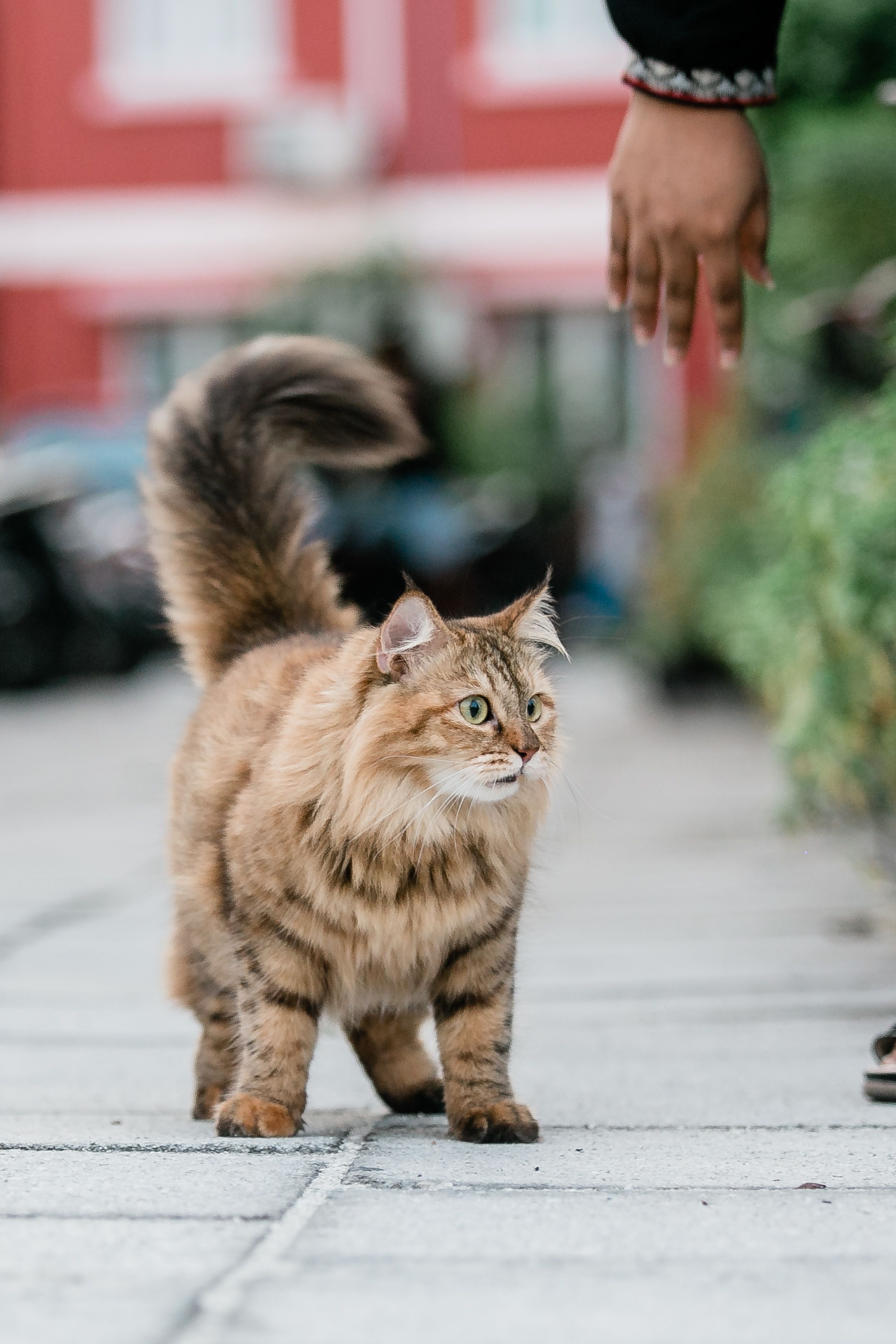 一只迷人的棕色虎斑猫在充满活力的城市环境中行走，一只手伸向它