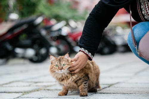 Person in Black Long Sleeve Shirt touching a Brown Tabby Cat