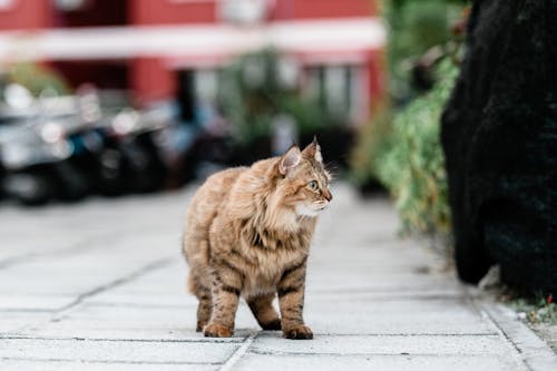 Brown Tabby Cat Walking on the Street