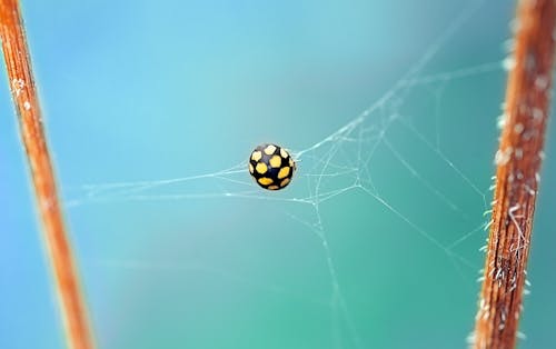 無料 ウェブ上の黒と黄色のクモの浅い焦点写真 写真素材