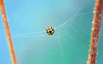 户外精致的蜘蛛网捕获了一只黄黑相间的昆虫