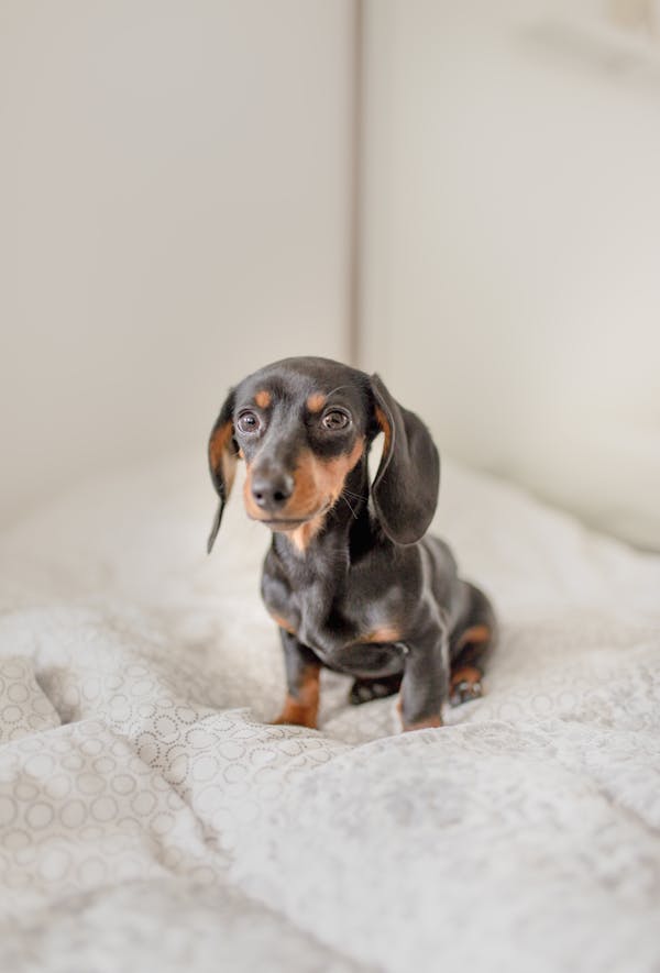 From above of adorable Dachshund puppy resting on soft bed and looking at camera