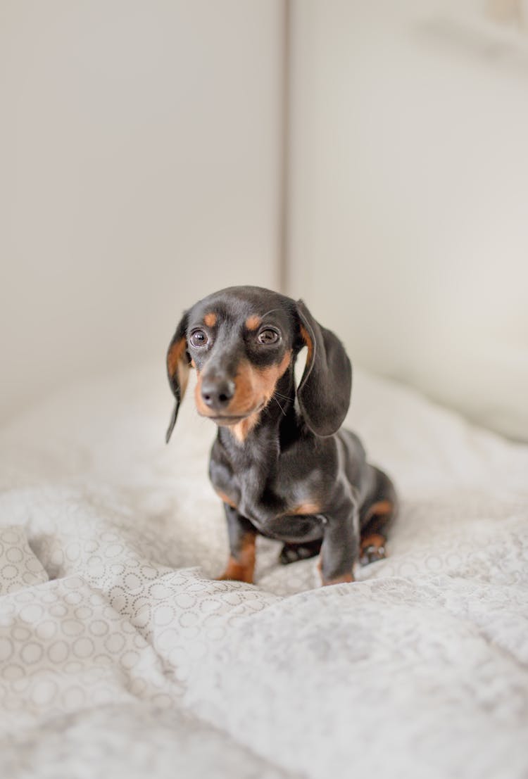 Cute Little Dachshund Dog Sitting On Bed