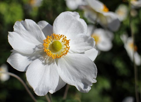 White Flower With Yellow Center