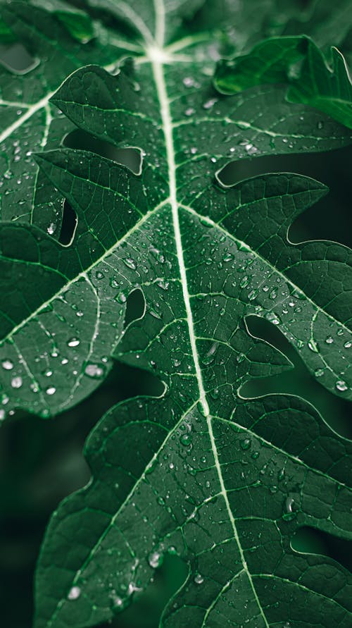 Бесплатное стоковое фото с зеленый, капелька, капля дождя