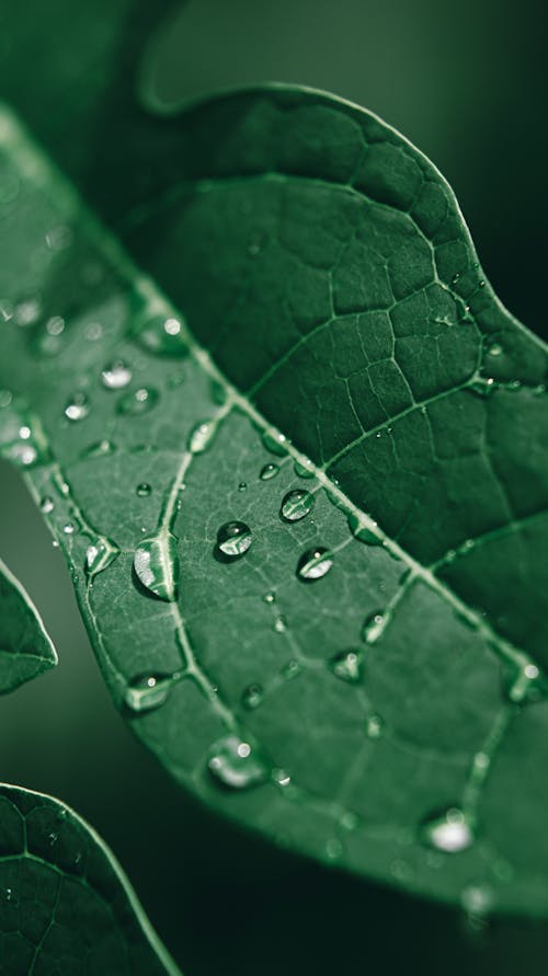 Foto profissional grátis de ecológico, flora, folha